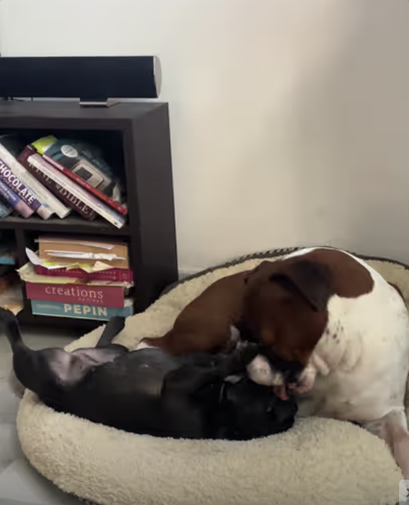 Frenchie and Big Brother Boxer playing together !!!